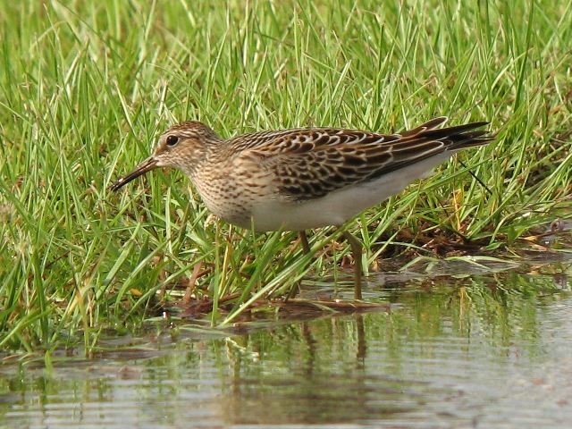 Pectoral Sandpipers